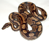 Urates of Colubroid
